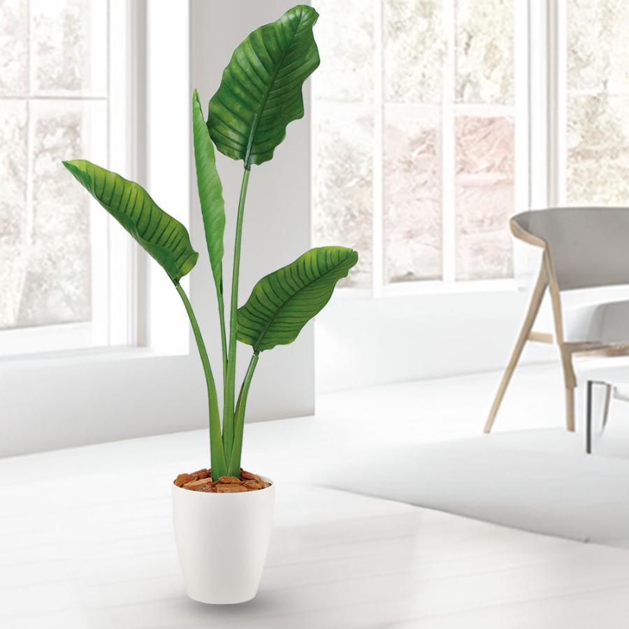 ストレリチア ストレチア 観葉植物 おしゃれ 人気 インテリアグリーン