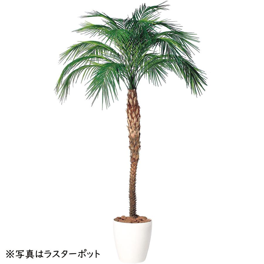 フェニックス 大型 観葉植物 人気 おしゃれ インテリアグリーン