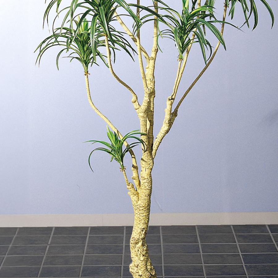 ドラセナ ユッカ 青年の木 大型 インテリアグリーン おしゃれ 人気