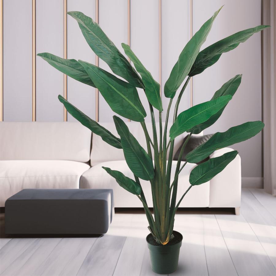 ストレリチア ストレチア 大型 観葉植物 おしゃれ 人気 インテリア