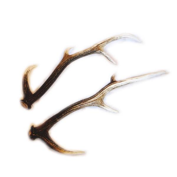 送料無料 えぞしかの角 ペア 大サイズ 60センチ以上 鹿の角 北海道産