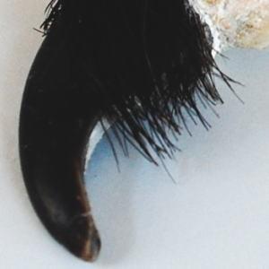 熊の爪 キーホルダー 中サイズ ベアクロー くま クマ 爪 つめ : 北国の