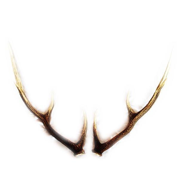 送料無料 鹿の角 小サイズ ペア 60センチ以下の鹿の角 えぞ鹿の角