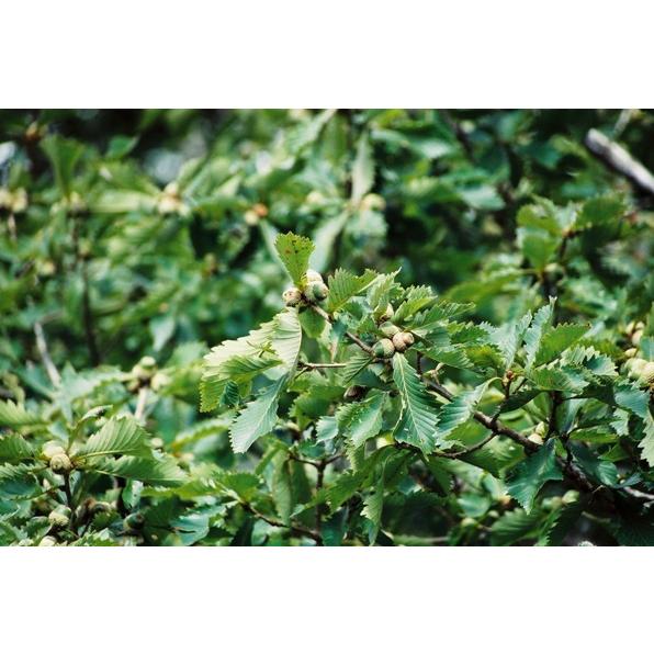 ミズナラ（水楢）苗木 30〜50cm前後 : キヨタキナーセリー - 通販