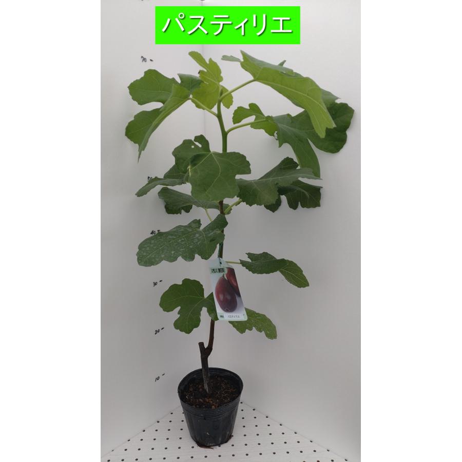 イチジク パスティリエ 1年生12cmポット苗 : 吉瀬園芸 - 通販 - Yahoo