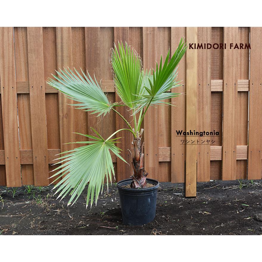 ワシントンヤシ シンボルツリー 常緑 南国 ヤシの木 オキナヤシ
