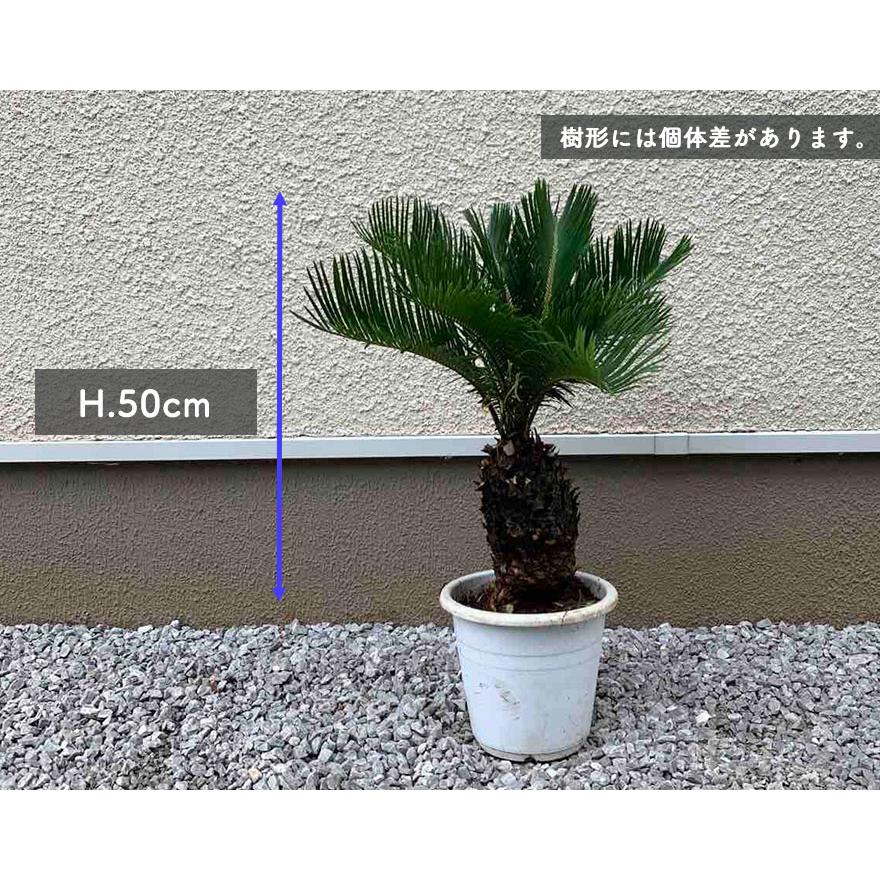 ソテツ 蘇鉄 ヤシ 植木 庭木 観葉植物 南国 常緑低木 ガーデニング 庭