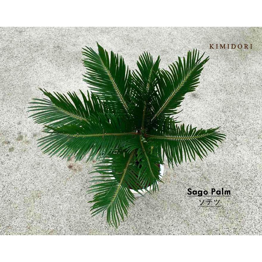 ソテツ 蘇鉄 ヤシ 植木 庭木 観葉植物 南国 常緑低木 ガーデニング 庭