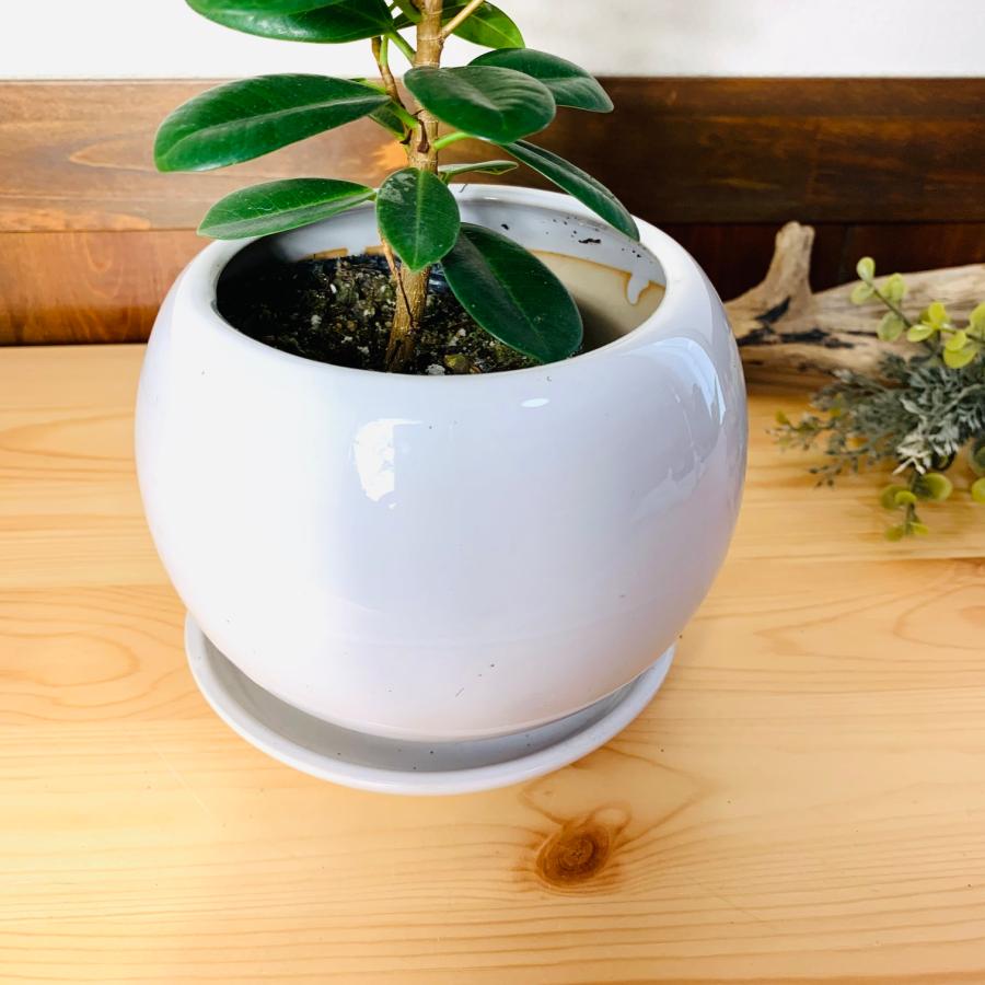 観葉植物 おしゃれ ガジュマルの木 パンダガジュマル 尖閣ガジュマル