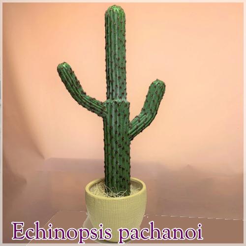 人工観葉植物柱サボテン 弁慶柱 : 京都フラワーサービス - 通販