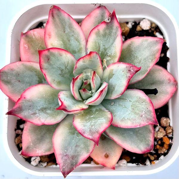 多肉植物 エケベリア アリエル錦 7.5cmポット苗 : ハニーミント - 通販