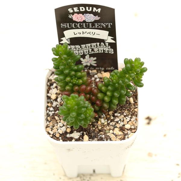 多肉植物 セダム レッドベリー 7.5cmポット苗 : ハニーミント - 通販