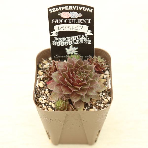 多肉植物 センペルビウム レッドルビン 7.5cmポット苗 : ハニーミント