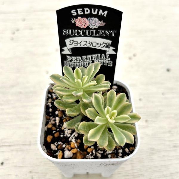多肉植物 セダム ジョイスタロック錦 7.5cmポット苗 : ハニーミント