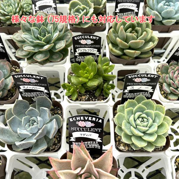 日本ポリ鉢販売 システムトレー75CS白 プレステラ75 40個用 1枚 ※花苗