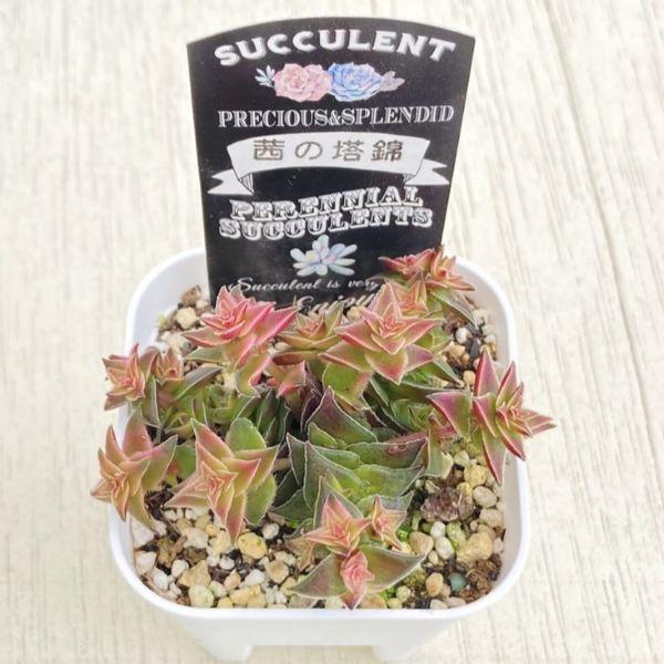 多肉植物 クラッスラ 茜の塔錦 7.5cmポット苗 : ハニーミント - 通販
