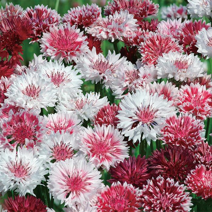 当店農場生産】矢車草 クラシックロマンティック 9センチポット苗 初夏