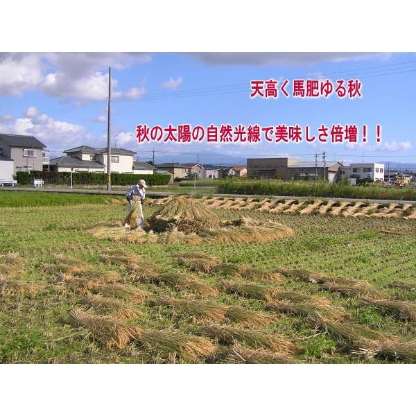 無農薬、有機栽培天日干し稲藁 12kg （約40束）わら ワラ 無農薬