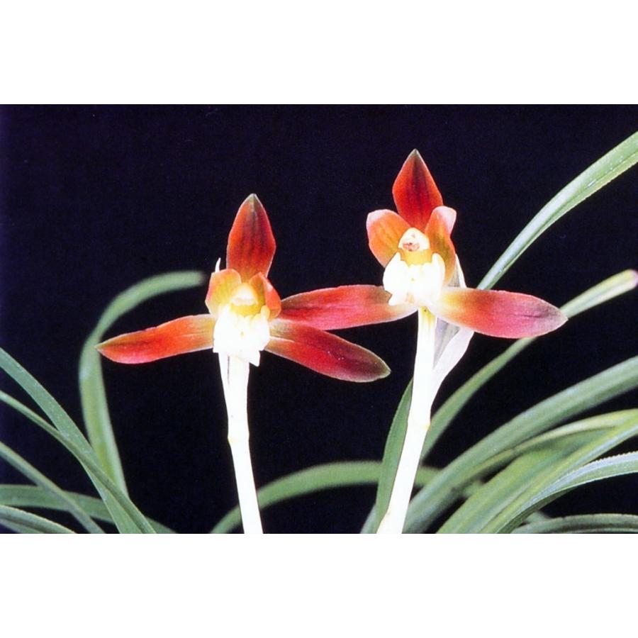 日本春蘭】寿紅（じゅこう）/ 花 蘭 東洋蘭 春蘭 : ヨネヤマ - 通販