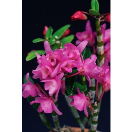 石斛花物（セッコク）】 赤花セット B : ヨネヤマ - 通販 - Yahoo