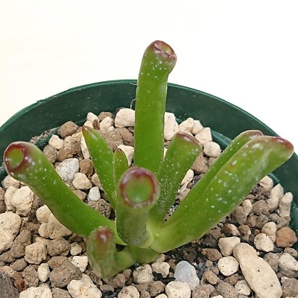 多肉植物 クラッスラ属 ゴーラム 宇宙の木 カット極小苗 : 花と緑のは