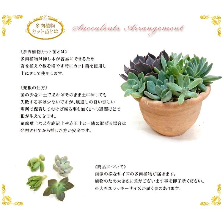 多肉植物 グラプトセダム属 カリフォルニアサンセット カット小苗 1本