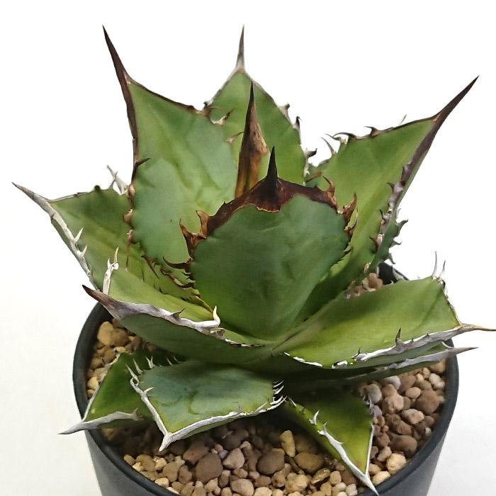 アガベ チタノタ ブラックファイヤー 黒炎 黒火焔 こくえん