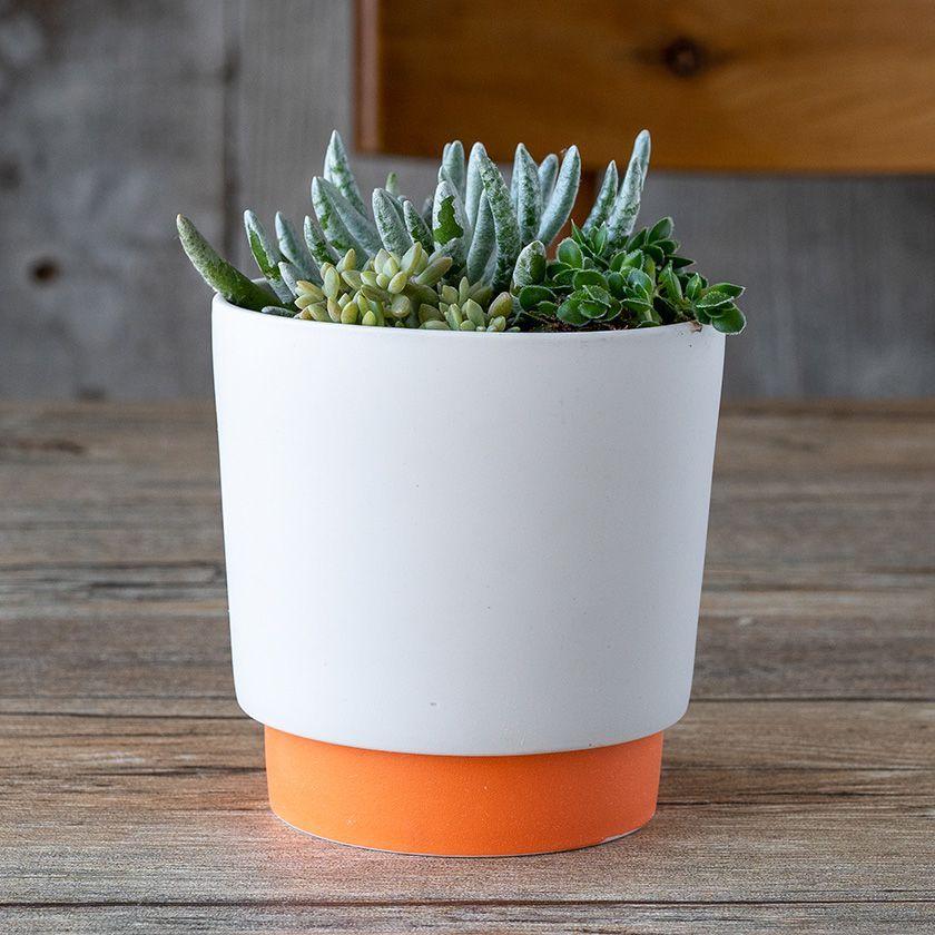 ground グラウンド プランター M 11.6cm オレンジ 3.5号ポット用 晋山