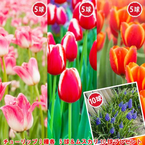 チューリップ 球根 2色咲きセット 3品種各5球計15球セット（色別に