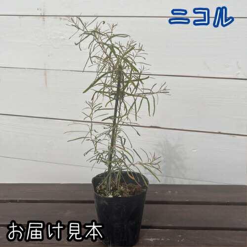 ユーカリ （ポポラス）8種類からお選びいただけます！ 3号（直径9cm