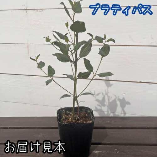 ユーカリ （ポポラス）8種類からお選びいただけます！ 3号（直径9cm