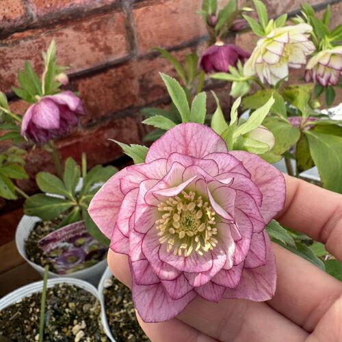 特価品 クリスマスローズ開花株 半八重〜八重咲き フルーツドロップ