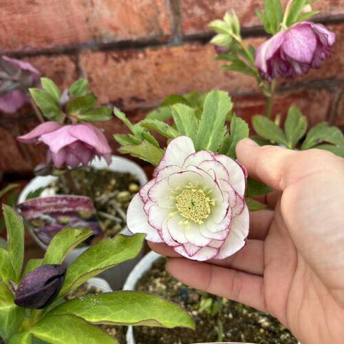 特価品 クリスマスローズ開花株 半八重〜八重咲き フルーツドロップ