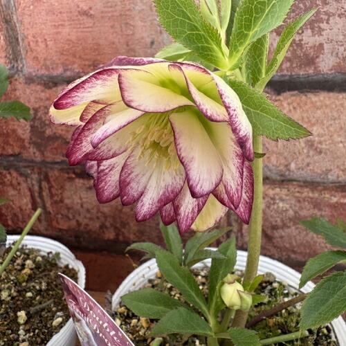 特価品 クリスマスローズ開花株 半八重〜八重咲き フルーツドロップ