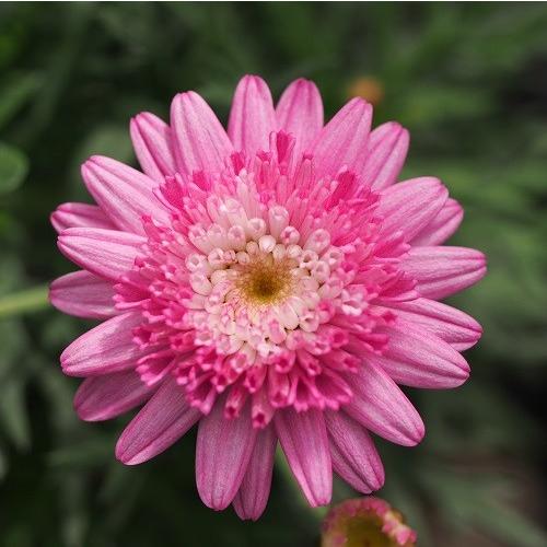 マーガレット 花 苗 八重 アネモネ咲き スイート ピンク 1株 宿根草