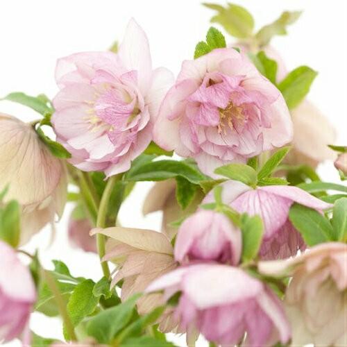 クリスマスローズ 八重咲き大輪メガシリーズ 9cmポット苗 松村