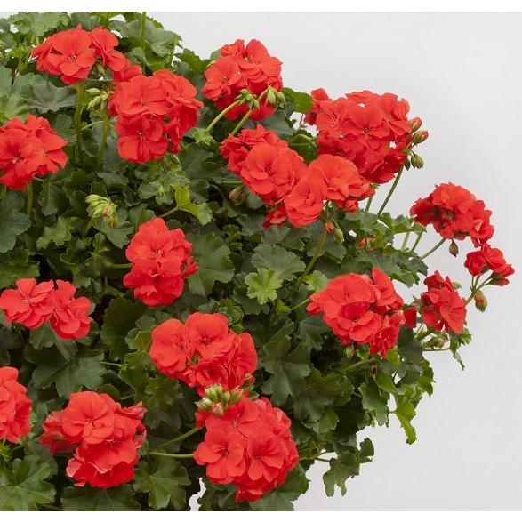 ゼラニウム アイビーゼラニューム 八重咲き 宿根草 栄養系 ポリー 1株