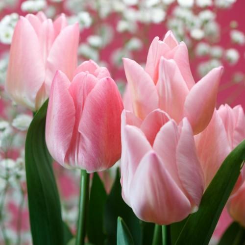 チューリップ ピンクダイアモンド 一重咲き22球パック プランター1杯分
