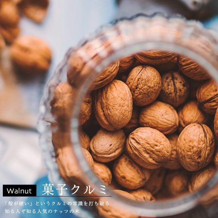 くるみ 果樹 苗木 1年生 4.5号 13.5cm ポット 菓子クルミ シンボル