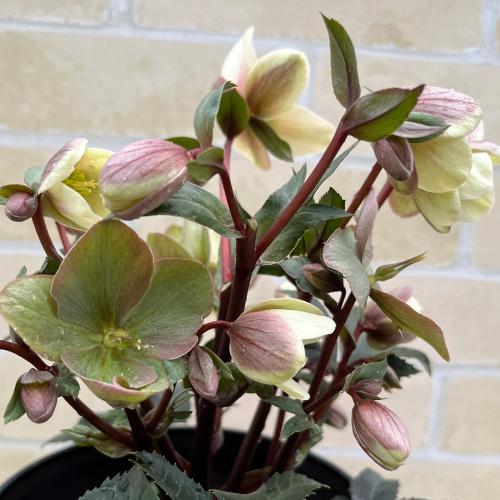 完全生産者限定品 クリスマスローズ ゲス guess 花 苗 鉢植え 5号