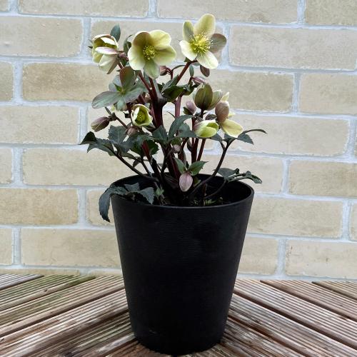 完全生産者限定品 クリスマスローズ ゲス guess 花 苗 鉢植え 5号