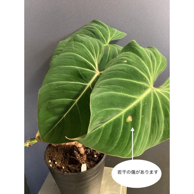 現品 限定品 レア品種 観葉植物 熱帯植物 フィロデンドロン