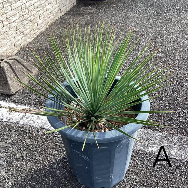 選べる 観葉植物 ユッカ ロストラータ インテリア 素敵なプランツ 素敵