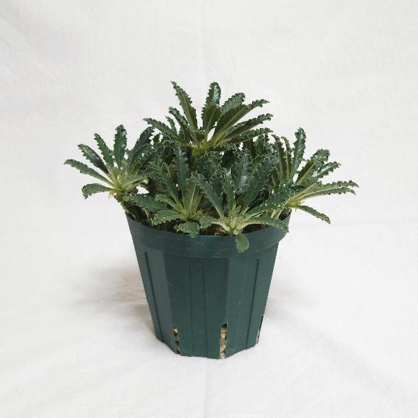 ドルステニア ラブラニー 4号 プラ鉢 塊根植物 種類 土 種 鉢 塊根