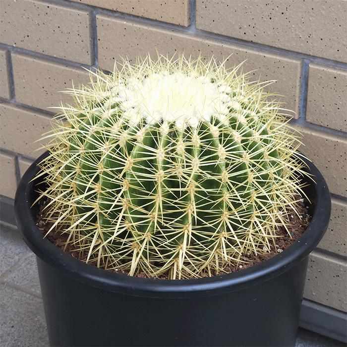 サボテン 金鯱 8号 プラ鉢 種類 一覧 鉢 丸 種 大型 エキノカクタス