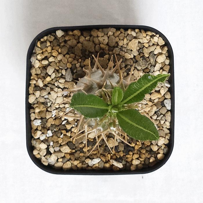 パキポディウム アンボンゲンセ 4号 プラ鉢 塊根植物 コーデックス