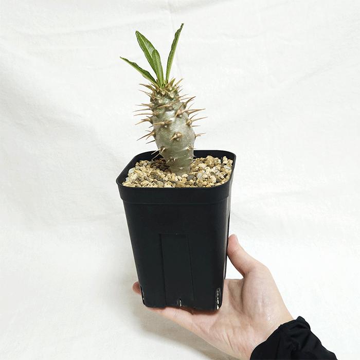 パキポディウム アンボンゲンセ 4号 プラ鉢 塊根植物 コーデックス