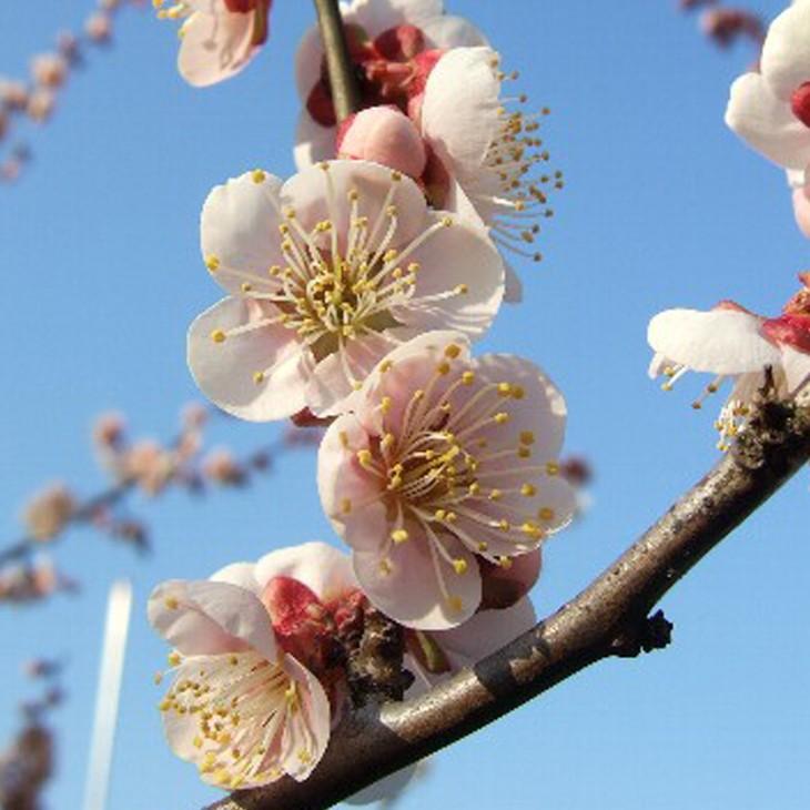 梅 苗木 【選抜紀州南高梅】 3年生 接ぎ木 約1.3m 大苗 : 苗木の専門店