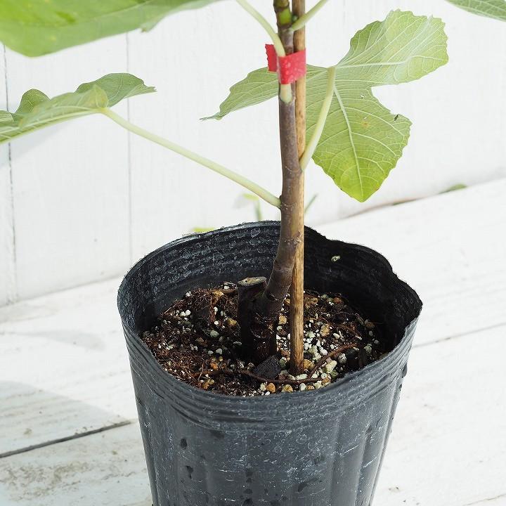 イチジク 苗 【久留米 くろみつ】 1年生 挿し木 ポット苗 : 苗木の専門