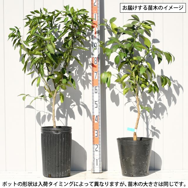 せとか 苗木 【トゲなし系 ［登録品種］】 3年生 接ぎ木 約1.0m 大苗